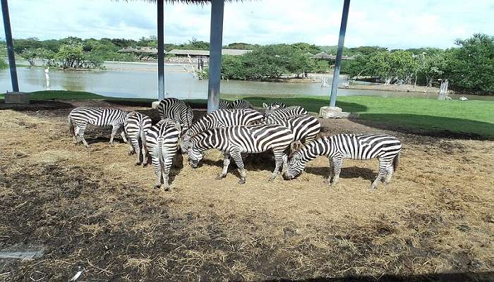 Safari World Bangkok