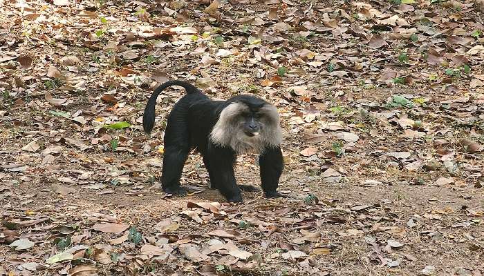 Lion tailes macaque in Trivandrum Zoo