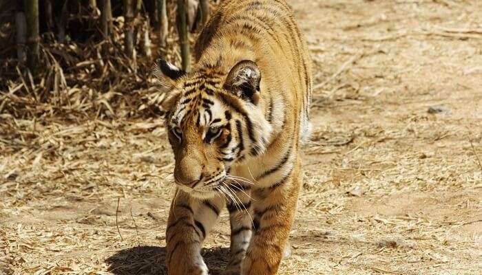 Bannerghatta National Park