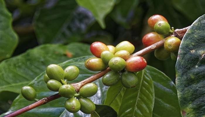 Visit the coffee plantation ground.