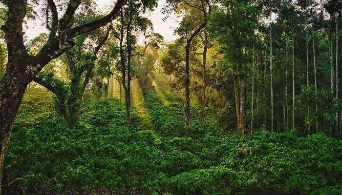 coorg, Things To Do In coorg