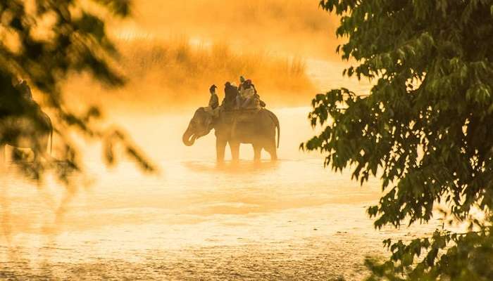 elephant safari