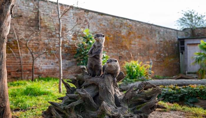 visit this zoo in the Netherlands 