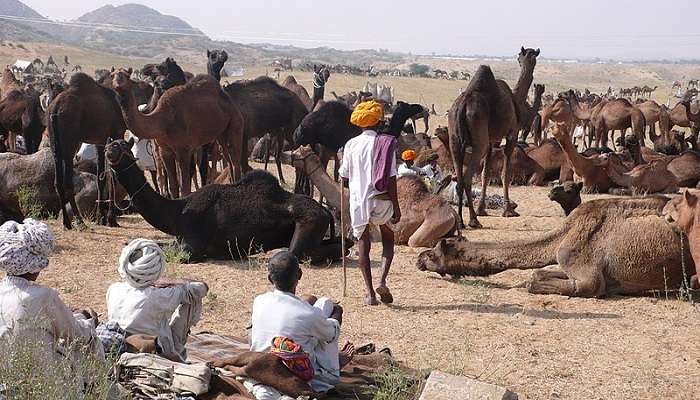 Pushkar mela