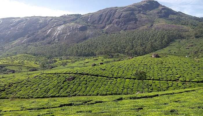 munnar tea estate