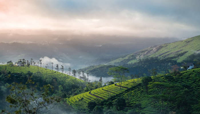 Munnar is an enchanting hillstation in Kerala which is known as one of the best honeymoon places in India in March to visit