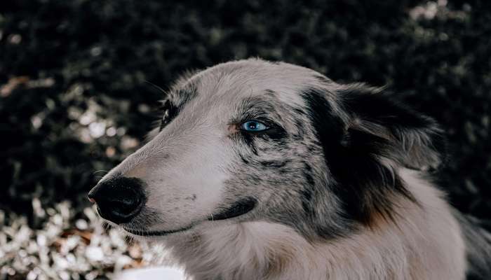 A street Dog reaue by amimal car centre in eygpt.