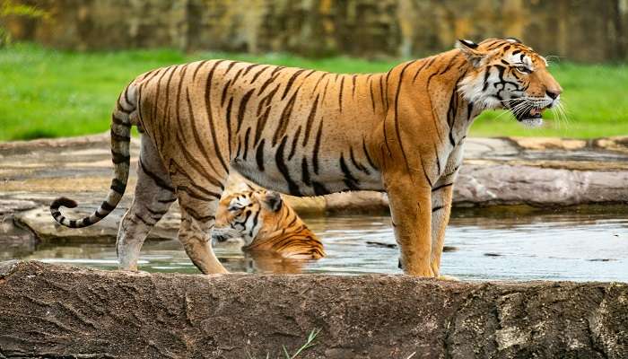 Sariska Tiger Reserve