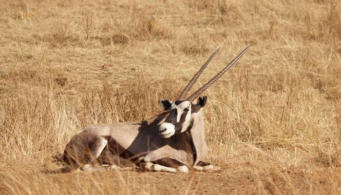 Kgalagadi Frontier Park - South Africa in January