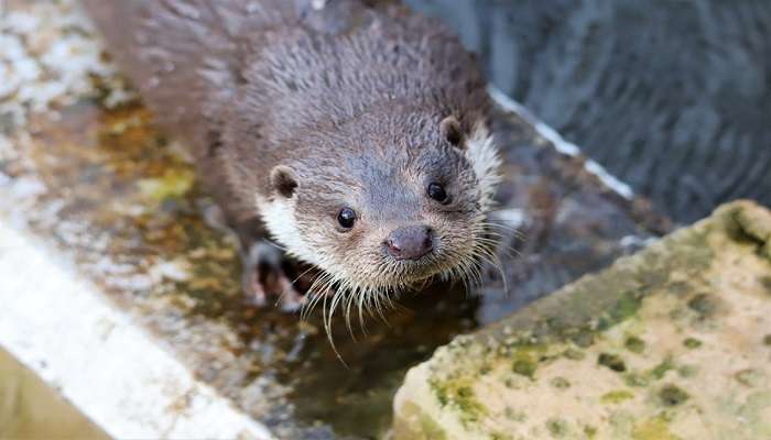 feed otters at this place