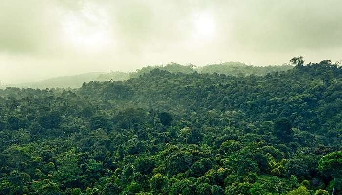 visit this rainforest 