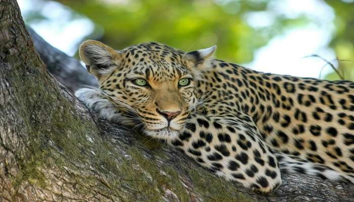 Jim Corbett National Park