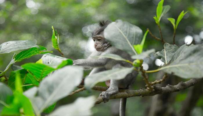 Ubud - Places To Visit In Mas In Bali In January