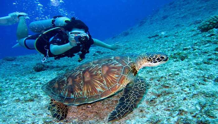 Person Takes Photo Of Tortoise