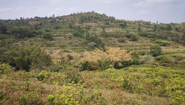 Attappadi hills in day light