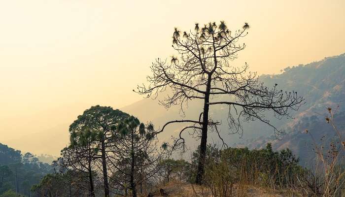 Gilbert Trail in Kasauli