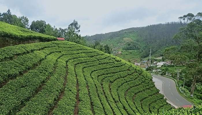 Tea gardens of Ooty, best places to visit in ooty