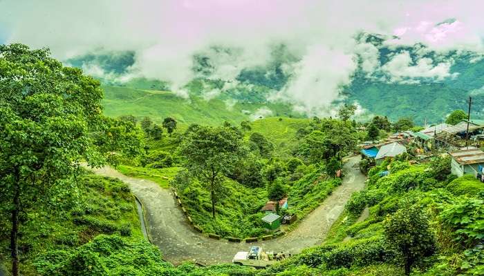 View of Tea Garden