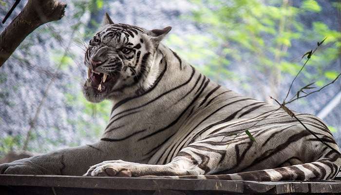 अरिग्नार अन्ना जूलॉजिकल पार्क चैन्नई का लोकप्रिय पर्यटन स्थल है
