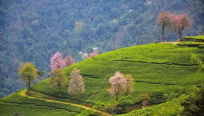 भारत के प्रर्यटन स्थल में से एक कूर्ग अपने प्रकृति की खूबसूरती के लिए जाना जाता है