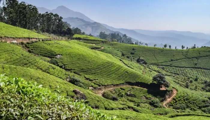 केरल में घूमने के लिए सबसे अच्छे स्थानों में से एक नेल्लीयमपैथी का, हरा-भरा वातावरण पर्यटकों को आकर्षित करता है