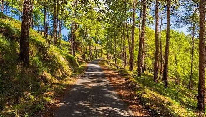 भारत के पर्यटन स्थल में बिनसर के हरे-भरे दृश्य काफी खूबसूरत है