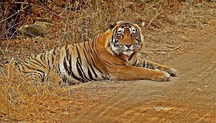 राजस्थान के प्रमुख पर्यटन स्थल में से एक रणथंभोर के झील का दृश्य खूबसूरत लगता है