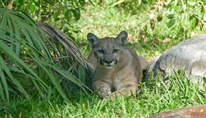 Florida Panther Festival