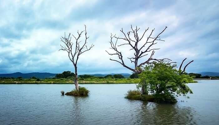 Moyar Dam Back Water