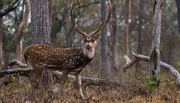 A Closeup Of Chital In Mudumalai National Park In India