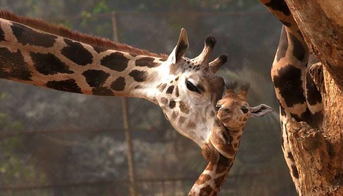 Alipore Zoo, places to visit in kolkata