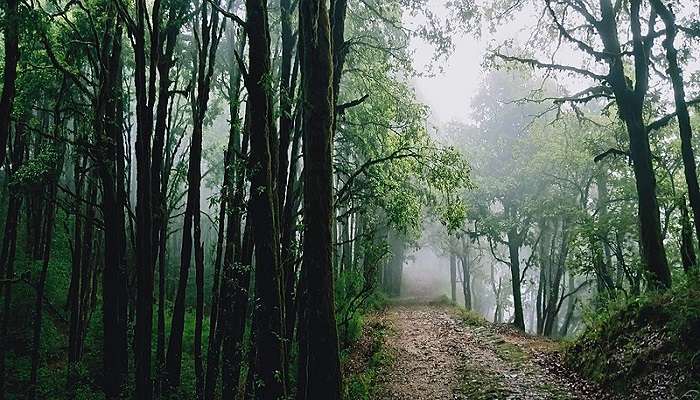 Binsar is a beautiful wildlife sanctuary rich with rare flora and fauna. 