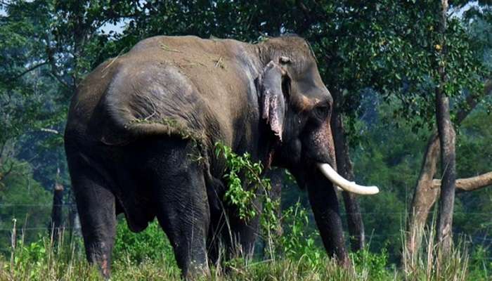 Jaldapara National Park, places to visit in kolkata