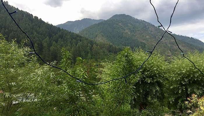 Visit Tulga in Kasol 