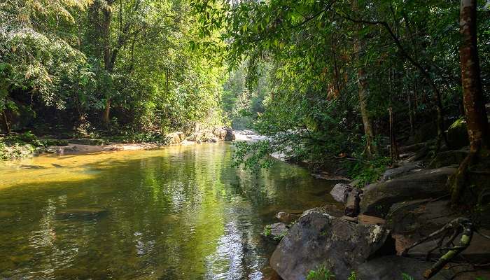 Explore the lush green forest of Sinharaja