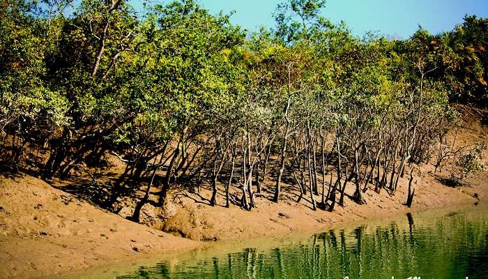 Sundarbans, places to visit in kolkata