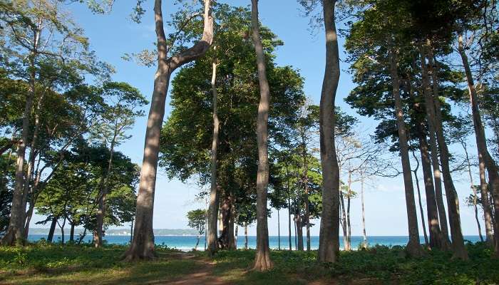 The picturesque islands of Andaman are one of the best places to visit in August in India.