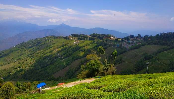 The world famous tea gardens of Darjeeling are a must visit, one of the best places to visit in August in India..