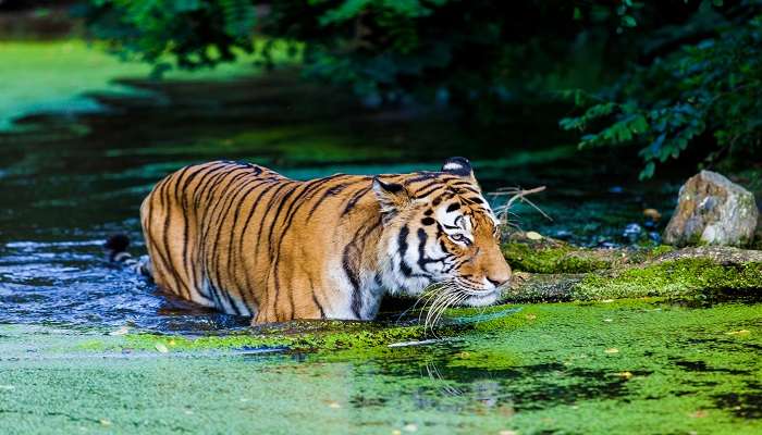 The Sundarbans - Places to visit in West Bengal