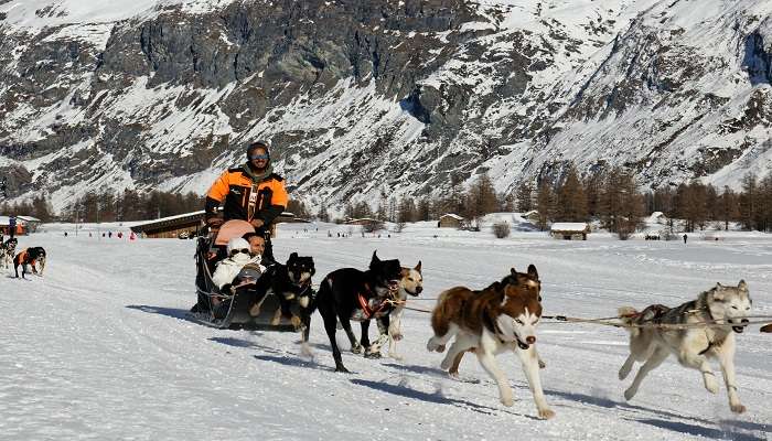 Dog sledging