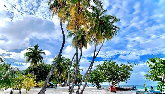 Coconut trees of Feridhoo