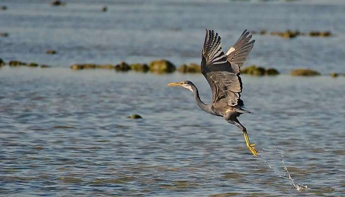 Western_Reef_Heron