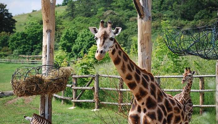 giraffe staring at a tourist in Zoo, Prague in Summer