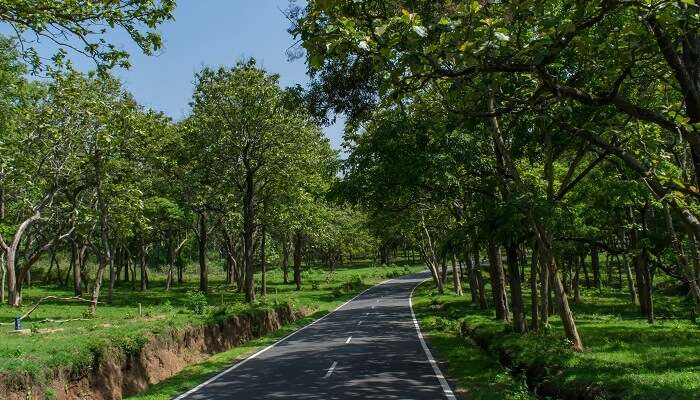 lush green highway on the way from Bangalore to Goa road trip