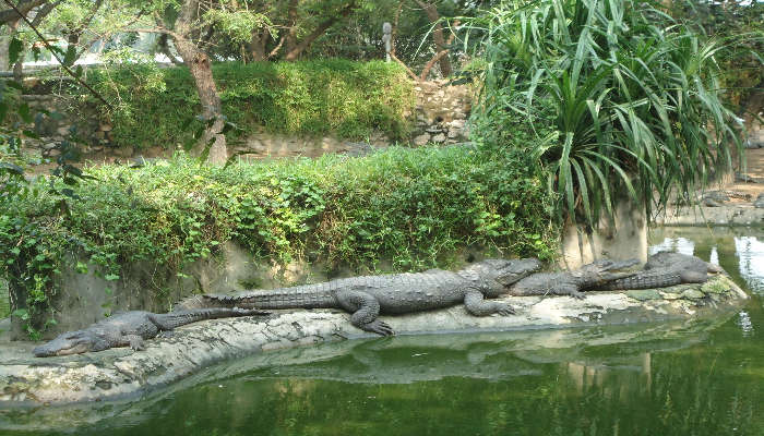 lush green surroundings at one of the best tourist places in Hogenakkal