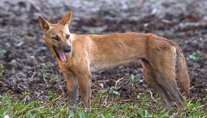 Dingos