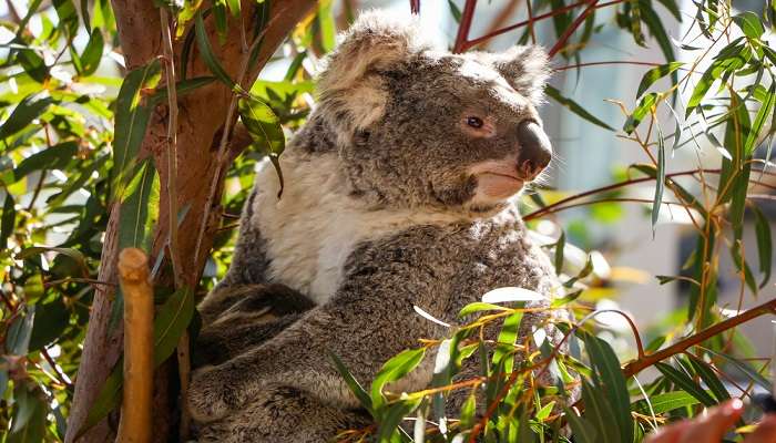 Koala Bear at Wildlife Zoo in Sydney, Australia