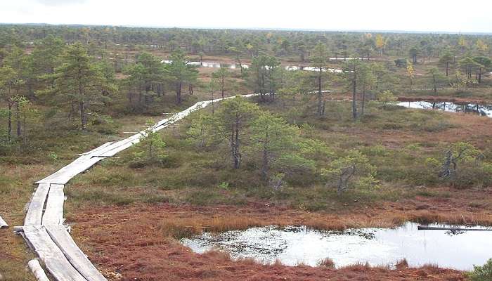 Great Kemeri Bog Boardwalk