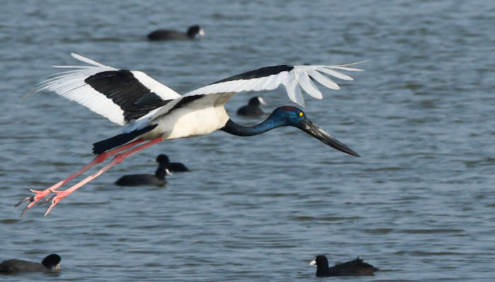 Capturing the fauna at one of the best places to visit in Jamnagar