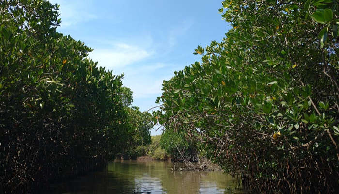 The backwaters of the Pitchavaram